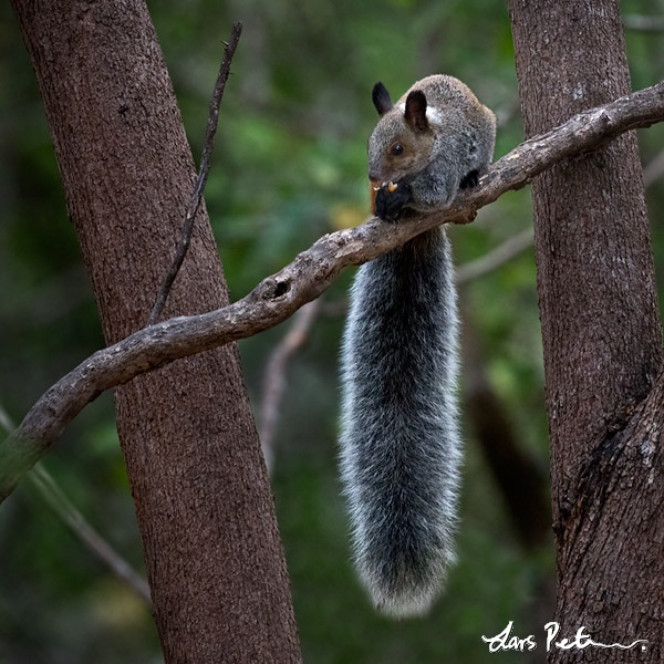 Guayaquil Squirrel